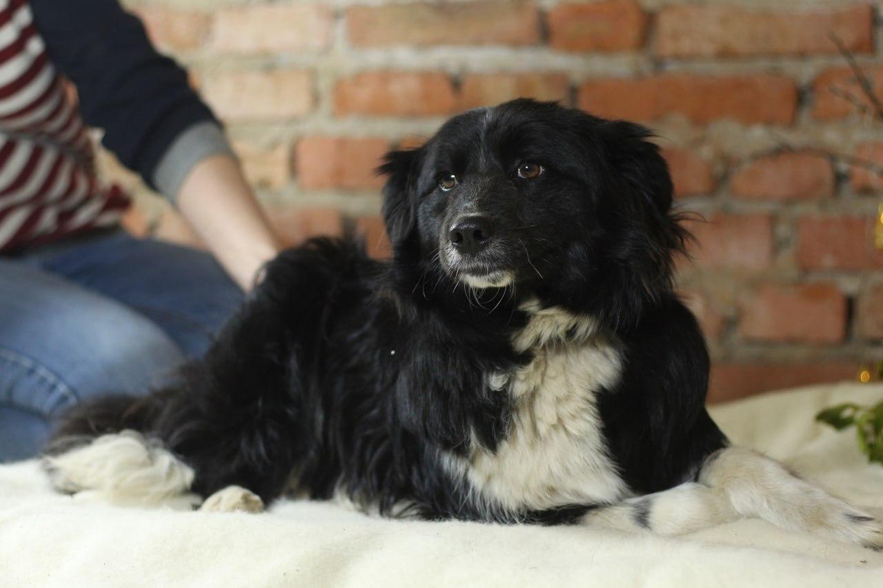 Chiens à adopter